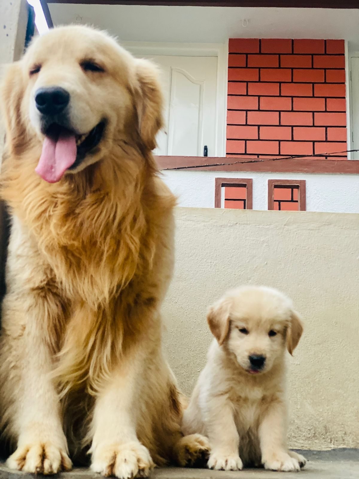 Golden Retriever adult with two puppies